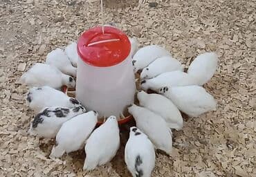 сливочное масло в баку: Təmizlənmiş və dri halda bildirçinlər satılır Ünvan Quba 2 Nügədi — 3