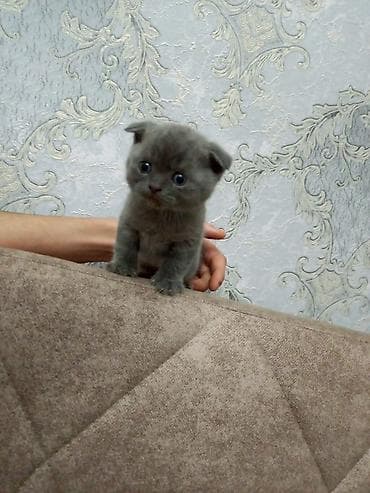 pişik gəncə: Şotland yastı qulaq, Erkək, Dişi — 5