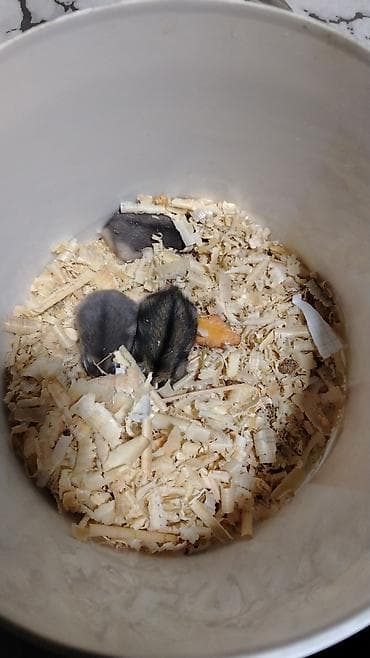 ev goyercinleri: 1 ayliqdilar❗❗ 🐁🐀 1 ededin qiymeti 3 azn dir❗〰️❗ 🐀🐀🐀🐁 Qara və boz — 7