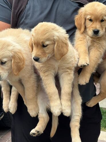 çin aslani: Retriever, 4 ay, Dişi, Peyvəndli, Pulsuz çatdırılma — 1