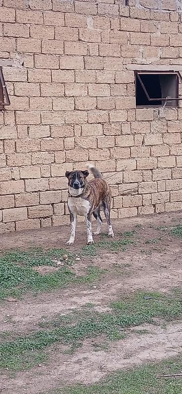 Quşlar: Qurdbasar, 1 il, Erkek, Peyvəndli — 2