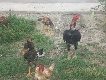 cins inekler: Toyuq, Ətlik — 4