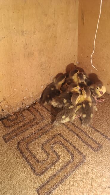 camış balası: Muscovy ördək balaları (indo ducks) – yeni çıxmış civcivlər - Rəng — 2