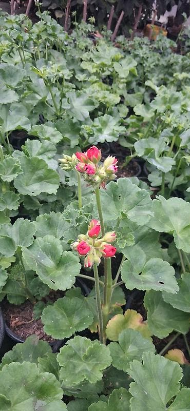 yasəmən gülü şəkilləri: Məhsul: Saksıda sardunya (Pelargonium) – müxtəlif rənglərdə [TƏK — 10