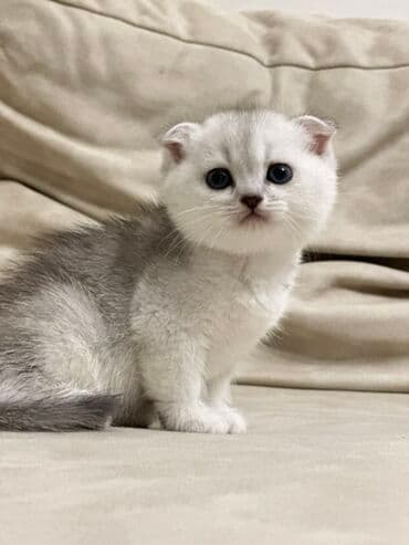 сколько стоит вислоухий кот: Шотладская вислоухая, Самка, В добрые руки, Платная доставка, Самовывоз — 5