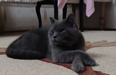 Другие животные: Британская — 1