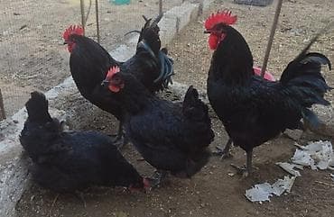 Куры: Курица, Australop, Для разведения, Самовывоз, Бесплатная доставка, Платная доставка — 3