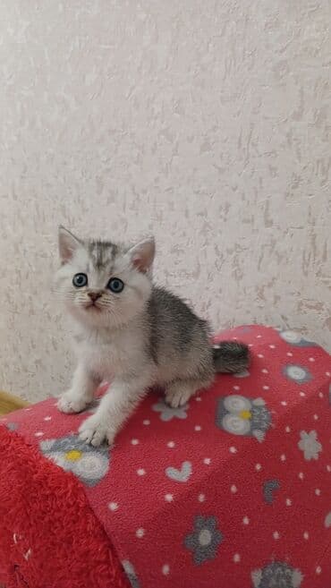 pişik sahiblendirme: Şinşilla, Erkək, Dişi, Yaxşı əllərə, Pulsuz çatdırılma — 5