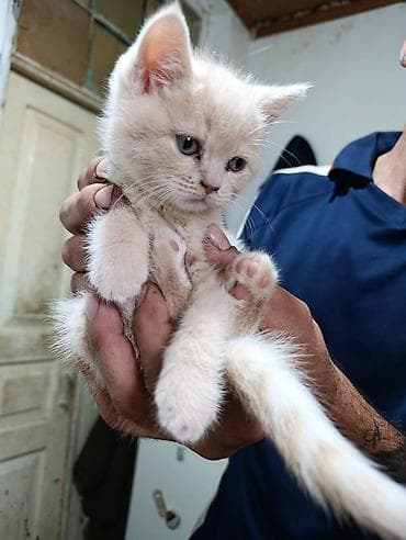 Pişiklər: Britan — 6