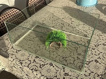 Şüşə terarium (tısbağa və.s sürüngənlər saxlamaq olar. Balıq üçündə lalafo.az -da Şüşə terarium (tısbağa və.s sürüngənlər saxlamaq olar. Balıq üçündə