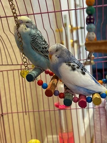 york tegovi: Məhəbbət quşları satılır, baladırlar — 1