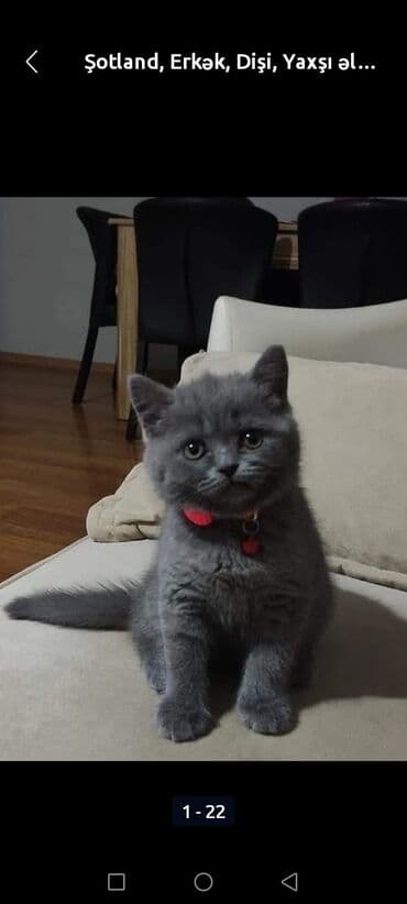 menks cinsi pişik: Şotland, Erkək, Dişi, Yaxşı əllərə, Pulsuz çatdırılma, Ödənişli çatdırılma — 27