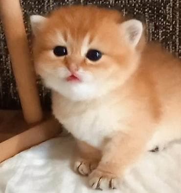 Quşlar: Qızıl şinşilla, Erkək, Yaxşı əllərə, Ünvandan götürmə — 1