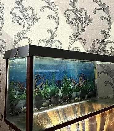 böyük akvarium: Dördbucaq akvarium, Boş, 45 l, Ünvandan götürmə — 2
