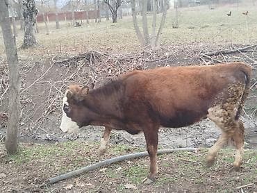 Dana, buzov: Həm ətə həm damazliğa yararlı 8ayliq tam sağlam dişi düyə satılır — 3