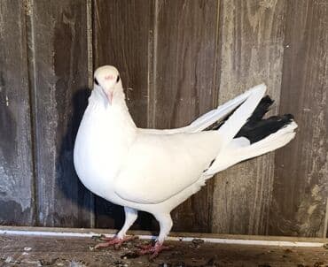 Gəmiricilər: Tərgizmə quşlar satılır. Sağlam uçan seçmə quşlardı. Hamısı birlikdə — 6