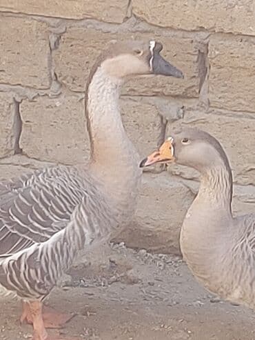 хаски цена в баку: Курица, Для мяса, Самовывоз — 10