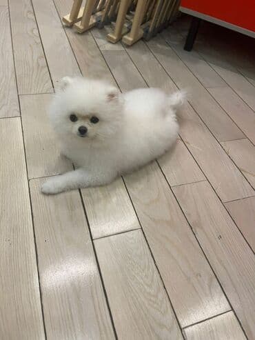 отдам в добрые руки шпица: Təmiz cins Pomeranian Spitz balası. Doğum tarixi: 12.11.2024. Çipli — 1