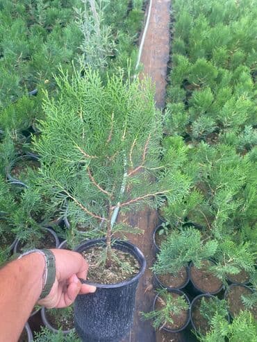 sərv ağacı: 🌿 Konusparis Tuya – Kiçik Sahələr üçün Böyük Gözəllik! 🌿 ✔️ Forması — 1
