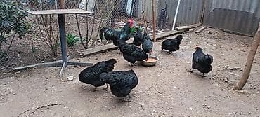 qara avstralop: Məhsul: Qara toyuq sürüsü (yumurtacı cins) Təsvir: - Şəkillərdə tam — 5