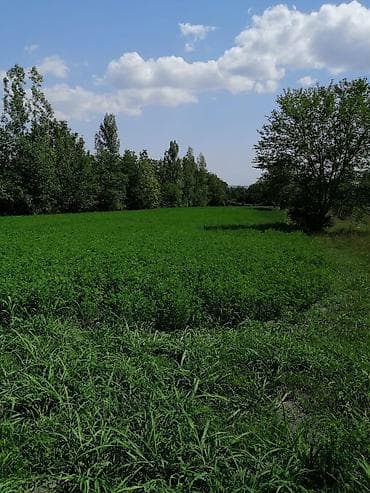 40 sot, Mülkiyyətçi, Kupça (Çıxarış)