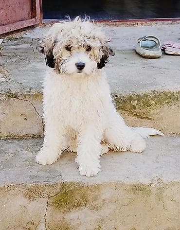 pitbul bala: Maltipu balasi qurd dermani ve peyvendi vurulub tam saglamdi oz — 3