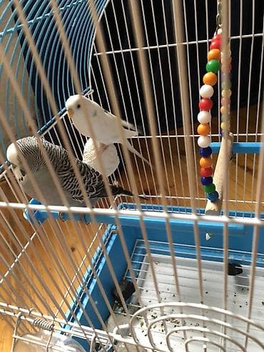 qefesi: Budaqlar və aksesuarlarla komplekt quş qəfəsi - Ölçü: orta həcmli — 4