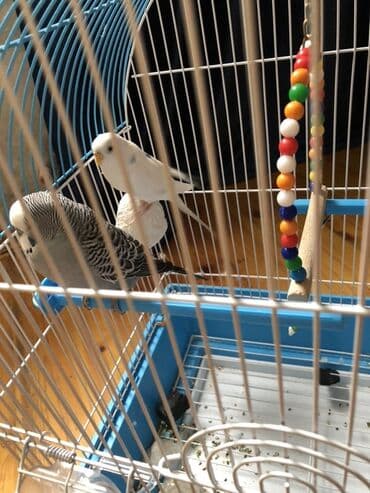 большая клетка для попугая: Dalğalı tutuquşular üçün qəfəs dəsti - Rəng: mavi altlıq, ağ-metal — 2