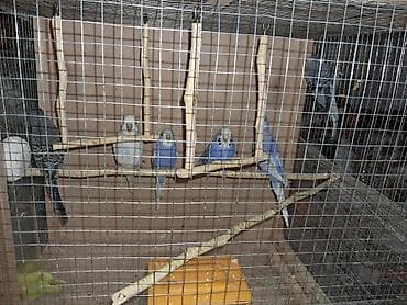 Balıqlar: Salam tutuquşular satılır 6 ədəd baladılar.Qəfəs su və yem qabı bir — 3