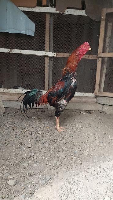 pisik ucuz: Xoruz, il: <1, Pulsuz çatdırılma — 10