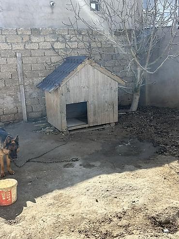 itlər bala: Taxta it evi - Material: qalın taxta karkas, üzəri taxta lövhələr - — 3