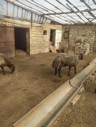 Hinduşkalar: Erkək Qala qoçları satılır Cavan heyvanlardı 3 dənə qırxılmışdar 850 — 8