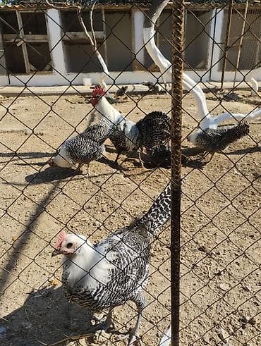 arpa bugda satisi: Toyuq, Damazlıq — 4