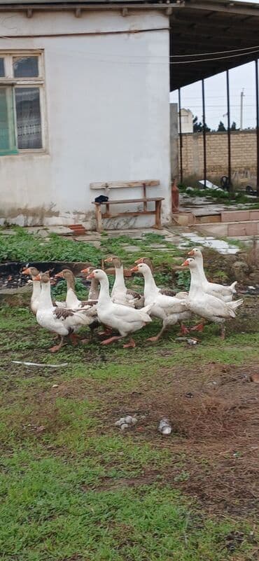 kend colpaları: Dişi, Damazlıq, Ödənişli çatdırılma — 1
