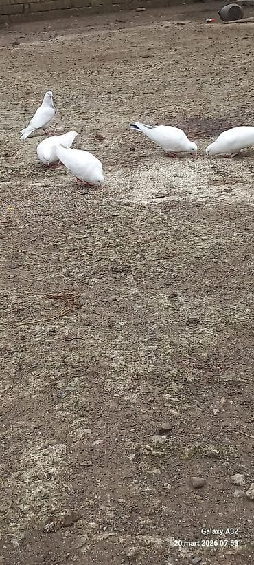 goyərcin satılır: Salam.Tam sağlamsuper uçuşları olan ağ və qara quyruq,bozla ağın — 5