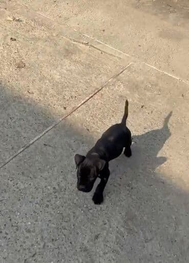 ov iti satanlar: Kane-Korso, 2 ay, Erkek, Ünvandan götürmə — 3