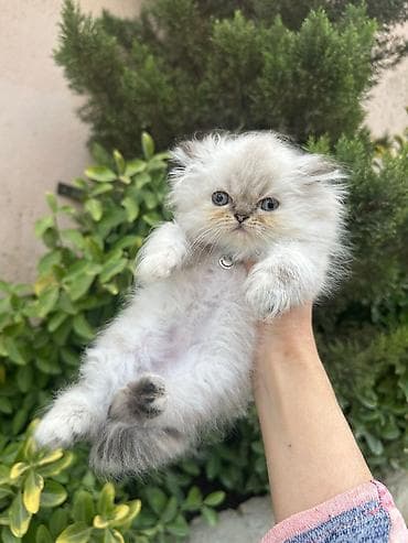 maykonq pişik: Britan — 9