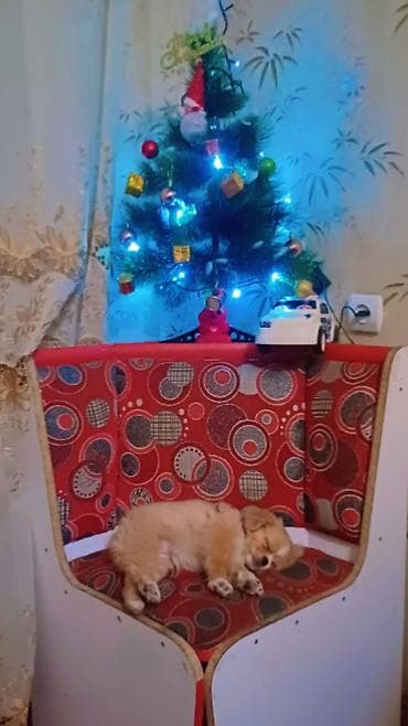 barter itle: Pekines, 1 il — 3