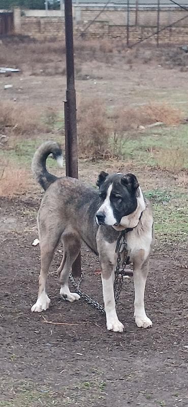 tap az pitbull: Qurdbasar, 2 il, Dişi, Peyvəndli, Ödənişli çatdırılma — 4