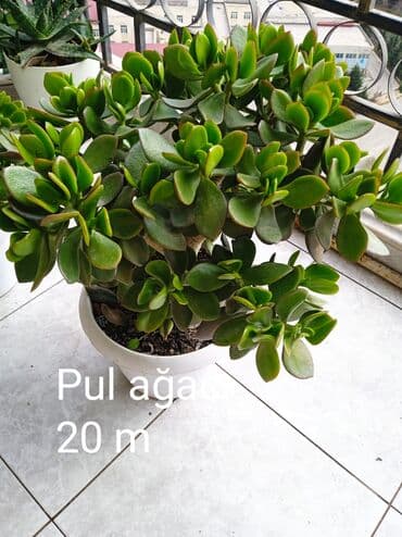 Buket güllər: Sukulənlər – müxtəlif növlər birbaşa qabda - Qab 1: Eyni qabda iki — 6