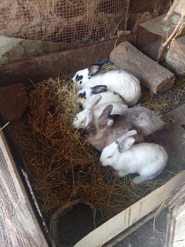 dana qiyməti xacmaz: SALAM 14 DƏNƏDİ OPTOM ALANA ENDİRİM Erkeklerni kesen 3kq Biri 14 den — 7