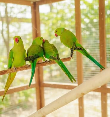 avcarka balaları: Yaşıl tutuquşu orjelya təklif olunur. Saglam 8 aylıq balalardı — 2