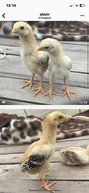 Toyuq cücələri, Damazlıq lalafo.az -da Toyuq cücələri, Damazlıq