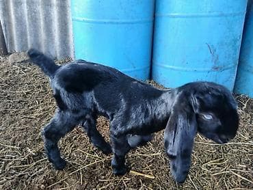 Gəmiricilər: Təmiz hələb çəpişləri. südəmər . erkəkdə var dişidə. heyvanlar — 6