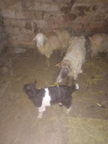 it evlerinin satisi: Məhsul: Qoyun və keçilər (balalı) Təsvir: - Təsvirlərdə bir neçə baş — 1