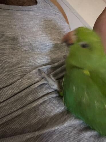 quş qəfəs: Ajerella 4 ayliq elde tutulabilen dislemeyen tam saglam qusdur ozunuze — 5