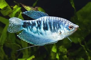 akvarium silikon: Tam sağlam cavan balıqlar. Ədədlə 1Azn Topdan 0.55Qəp Ölçü 2-5sm Diri — 1