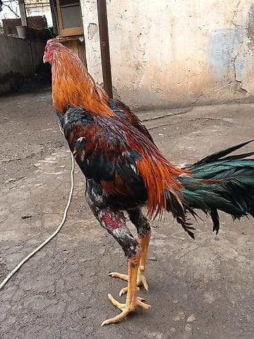 şana xoruz: Tam sağlam heyvandr real alc ya vidyo atlacaq — 1