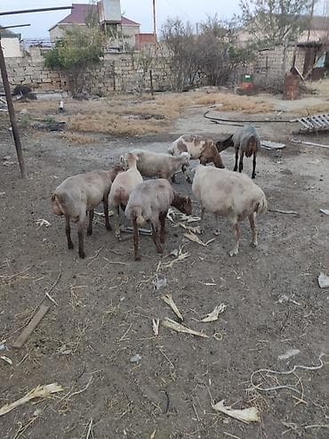 Quzu: Əmlik quzular 33-40 kilo arası arpa yonca ilə bəslənib qiymet 10 manat — 4