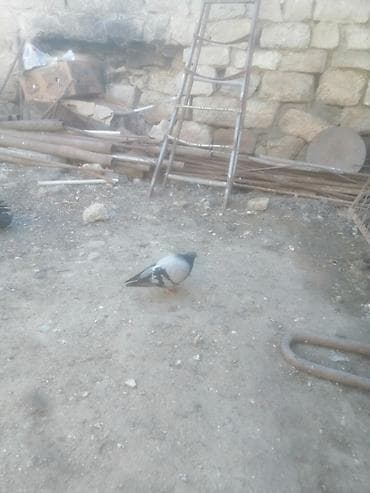 kakadu quşu: 19 tük xırdaleley əfqanka ərkey 30 manat uçuşun bilmirəm. Göykəmər — 4